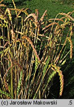 Triticum spelta (pszenica orkisz)