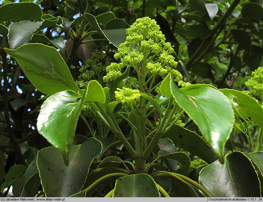 Trochodendron aralioides (trochodendron araliowaty)