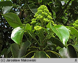 Trochodendron aralioides (trochodendron araliowaty)