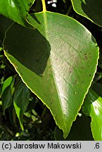 Trochodendron aralioides (trochodendron araliowaty)