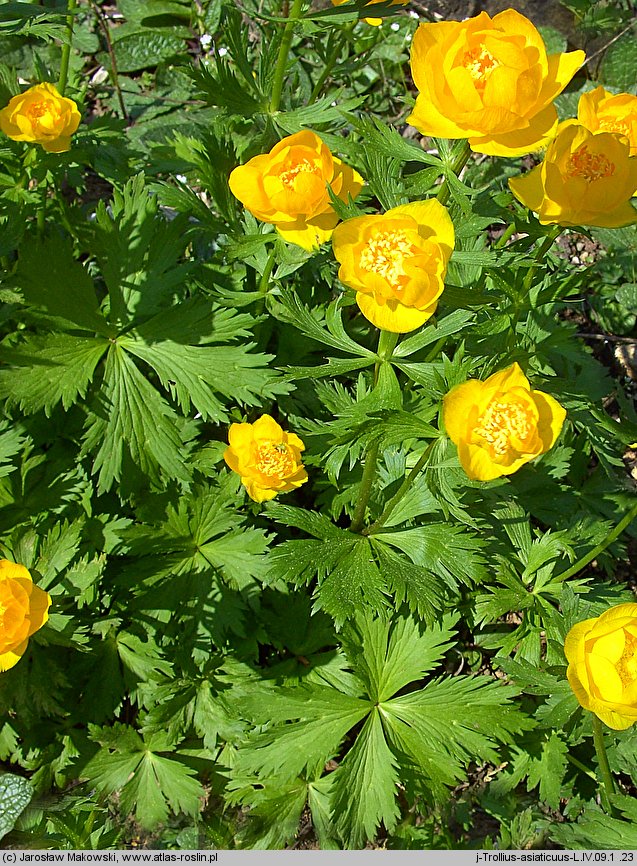 Trollius asiaticus