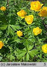 Trollius asiaticus