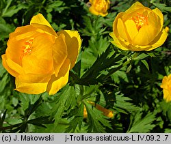 Trollius asiaticus