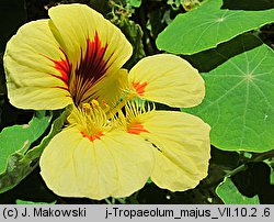 Tropaeolum majus (nasturcja większa)