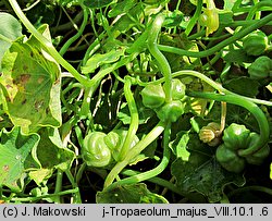 Tropaeolum majus (nasturcja większa)