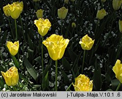 Tulipa Maja