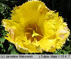 Tulipa Maja