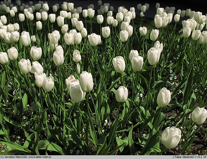 Tulipa Maureen