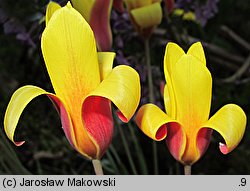 Tulipa clusiana (tulipan Klusjusza)