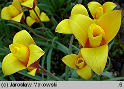 Tulipa clusiana (tulipan Klusjusza)