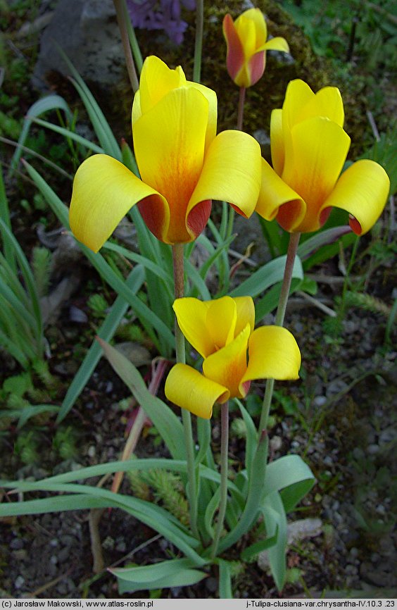 Tulipa clusiana (tulipan Klusjusza)