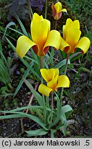 Tulipa clusiana (tulipan Klusjusza)