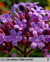 Verbena bonariensis (werbena patagońska)