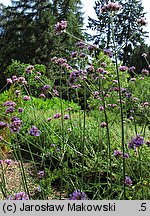 Verbena bonariensis (werbena patagońska)