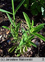 Verbena bonariensis (werbena patagońska)