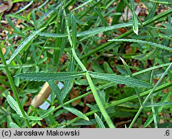 Verbena bonariensis (werbena patagońska)