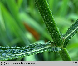 Verbena bonariensis (werbena patagońska)