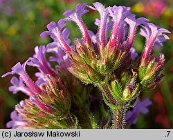 Verbena bonariensis (werbena patagońska)