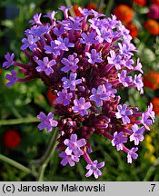 Verbena bonariensis (werbena patagońska)