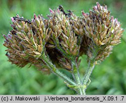 Verbena bonariensis (werbena patagońska)