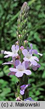 Verbena officinalis (werbena pospolita)