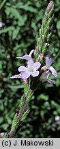 Verbena officinalis (werbena pospolita)