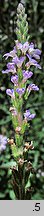 Verbena officinalis (werbena pospolita)