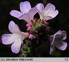 Verbena officinalis (werbena pospolita)