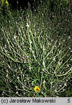 Verbena officinalis (werbena pospolita)