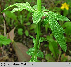 Verbena officinalis (werbena pospolita)