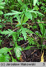 Verbena officinalis (werbena pospolita)