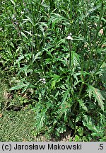 Verbena officinalis (werbena pospolita)