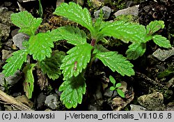 Verbena officinalis (werbena pospolita)