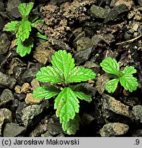 Verbena officinalis (werbena pospolita)