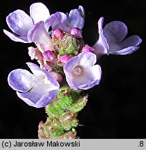 Verbena officinalis (werbena pospolita)