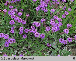 Verbena rigida