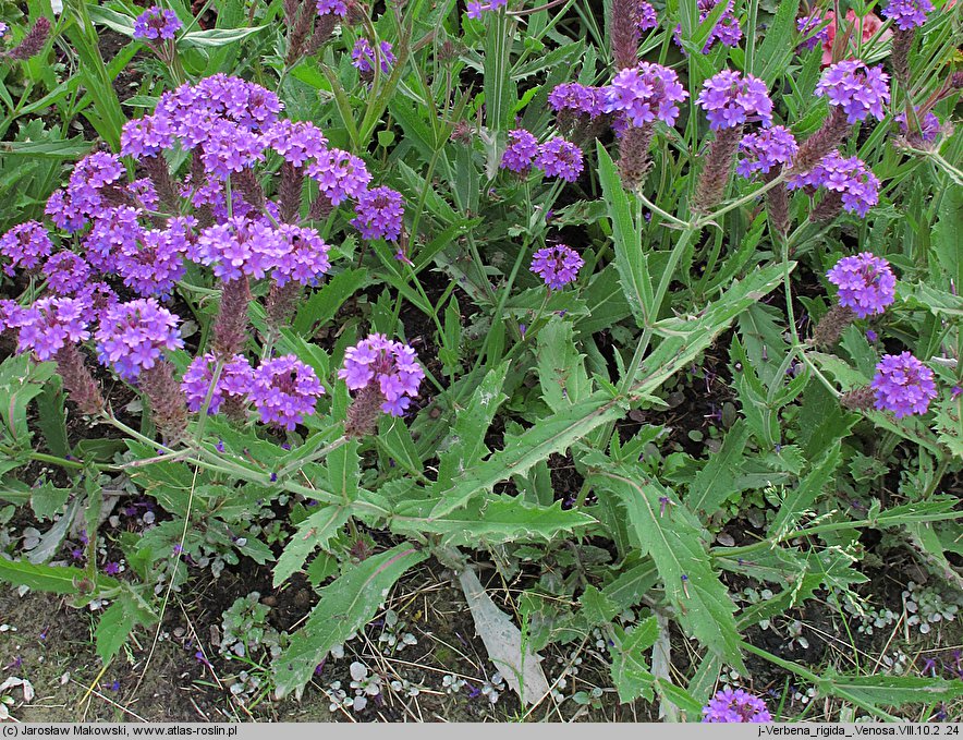 Verbena rigida