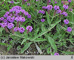 Verbena rigida