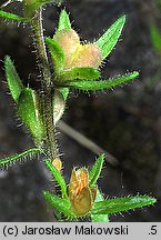 Veronica arvensis (przetacznik polny)