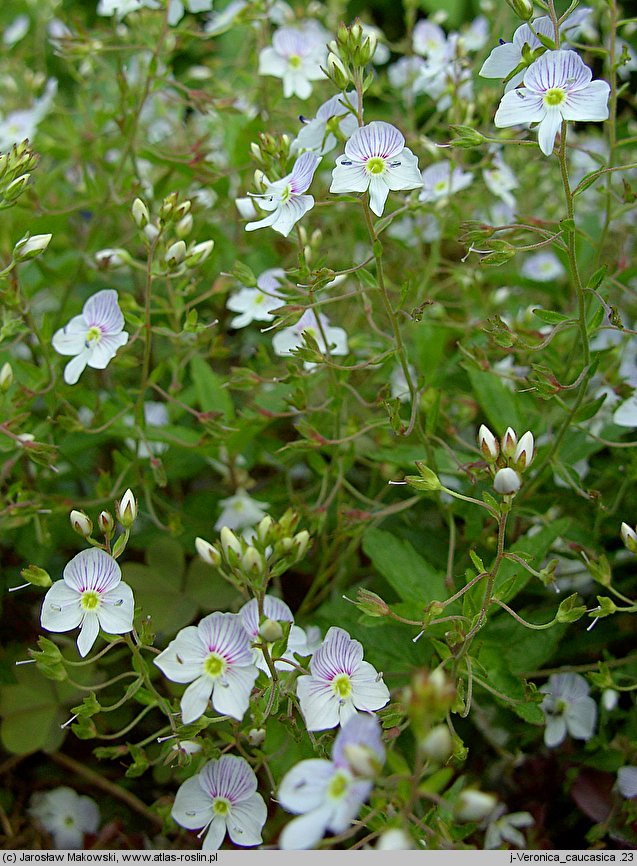 Veronica caucasica