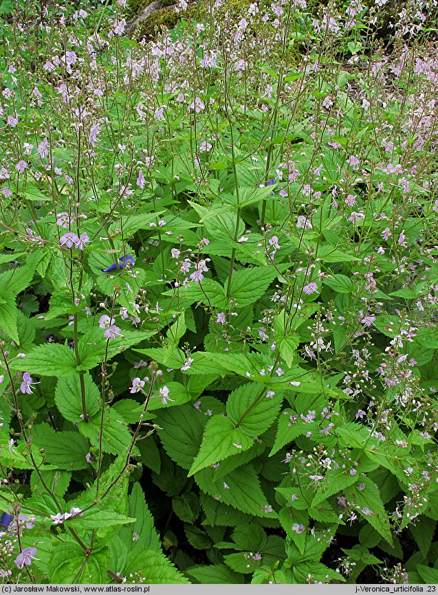 Veronica urticifolia (przetacznik pokrzywolistny)