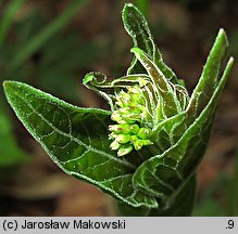 Vincetoxicum hirundinaria (ciemiężyk białokwiatowy)