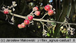 Vitex agnus-castus (niepokalanek pospolity)