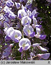 Wisteria sinensis (słodlin chiński)