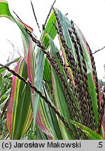 Zea mays var. japonica (kukurydza ozdobna)