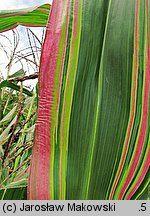 Zea mays var. japonica (kukurydza ozdobna)