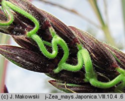 Zea mays var. japonica (kukurydza ozdobna)