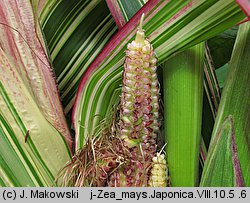 Zea mays var. japonica (kukurydza ozdobna)