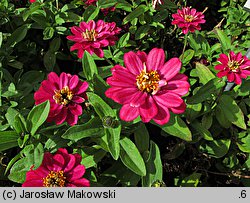 Zinnia elegans (cynia wytworna)