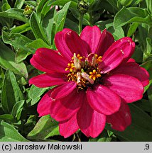 Zinnia elegans (cynia wytworna)